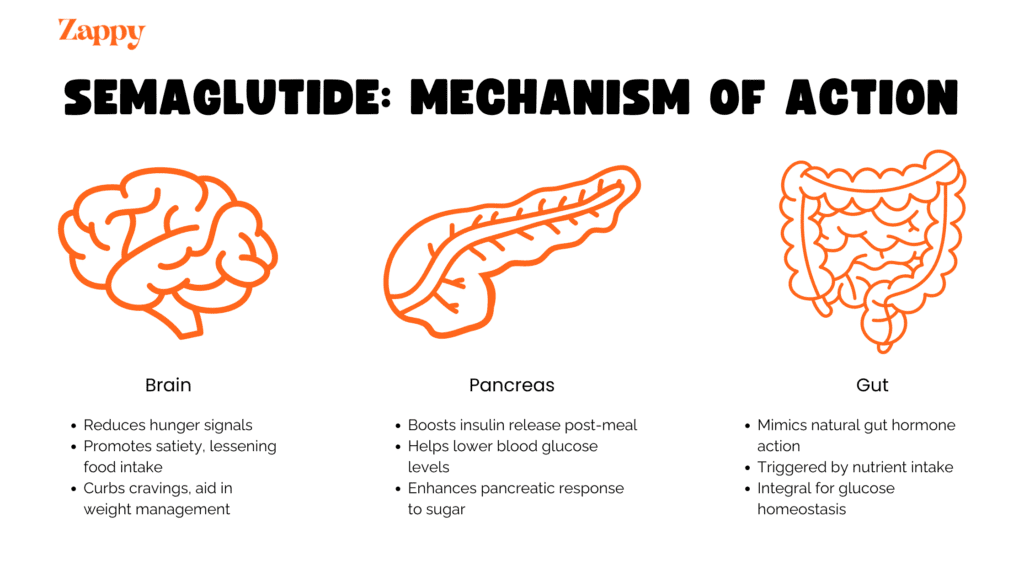 Semaglutide mechanism of action