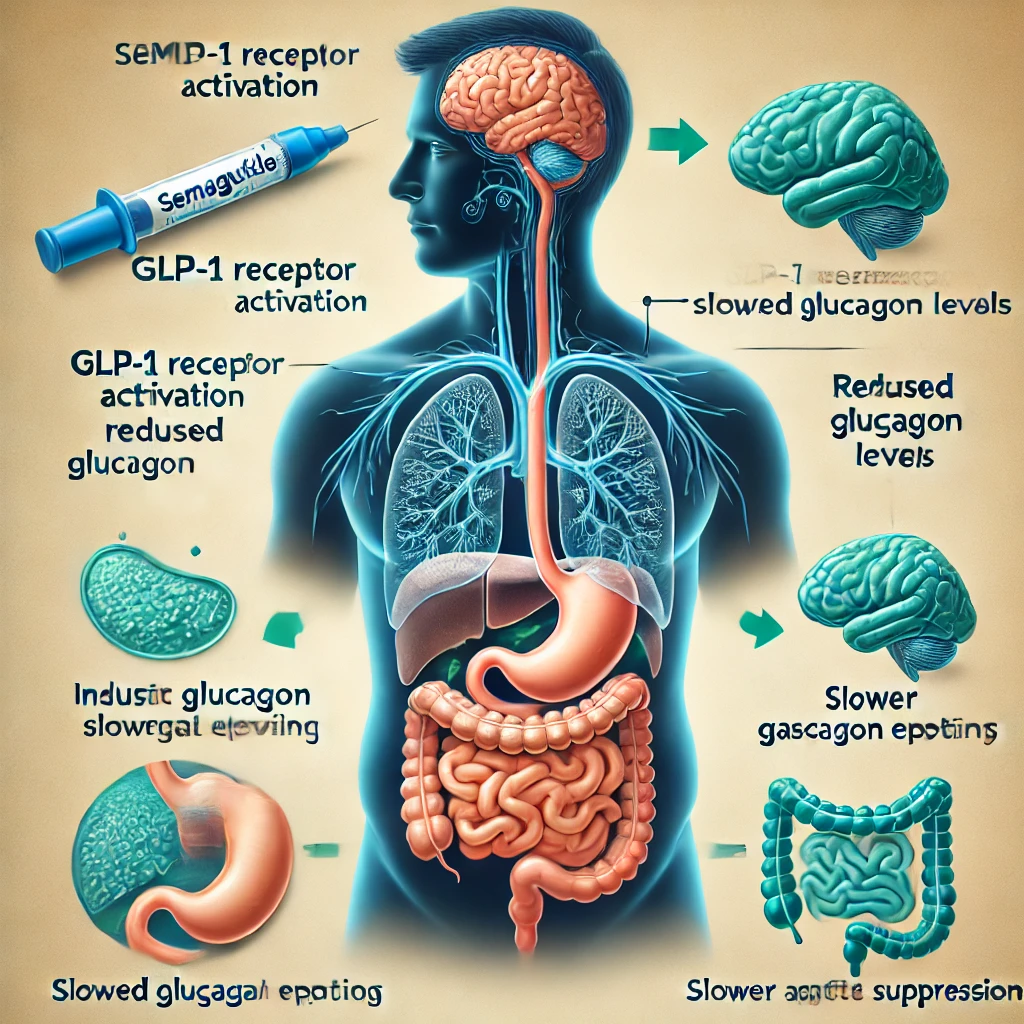 A detailed medical illustration showing how semaglutide works in the body. The image includes representations of the pancreas, stomach, and brain, with arrows indicating the process of GLP-1 receptor activation, insulin secretion, reduced glucagon levels, slower gastric emptying, and appetite suppression.